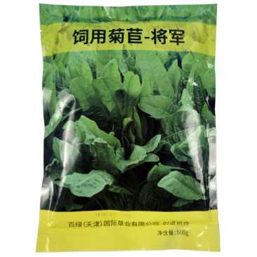 将军大叶菊苣草种籽养殖四季牧草种子羊牛兔鸡鸭鹅猪菜种子