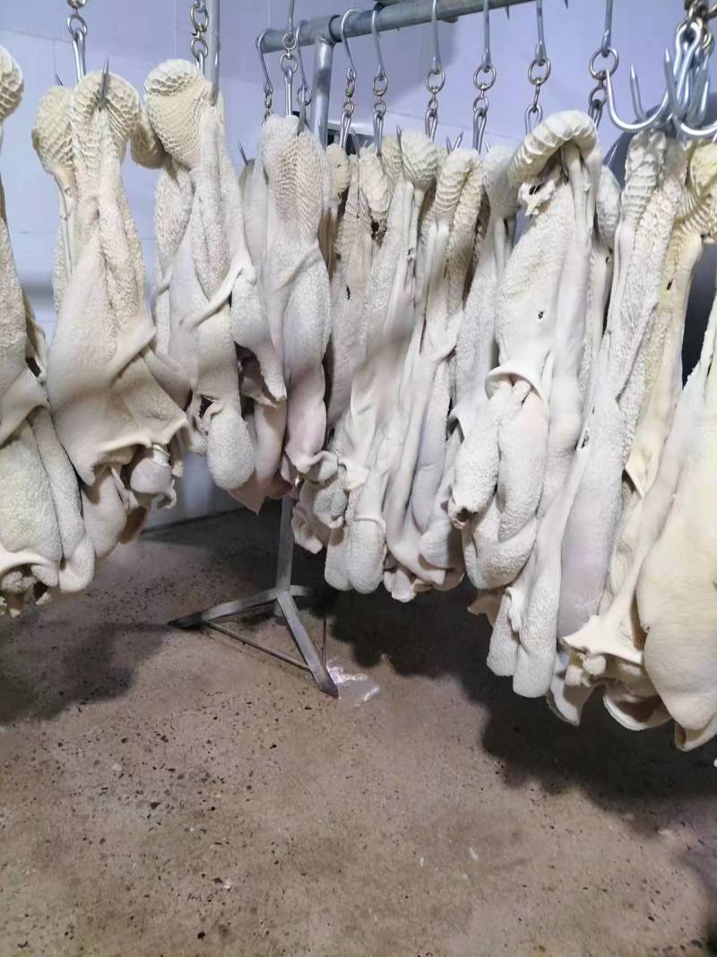 【优选牛肚】济南商河纯水退牛肚大量有货欢迎采购商随时咨询