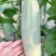 【实力代收】河南博洋6羊角蜜大量上市市场团购电商