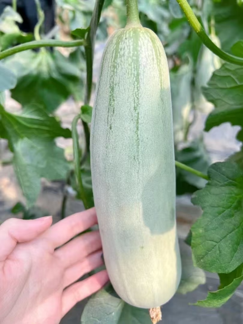 【实力代收】河南博洋6羊角蜜大量上市市场团购电商