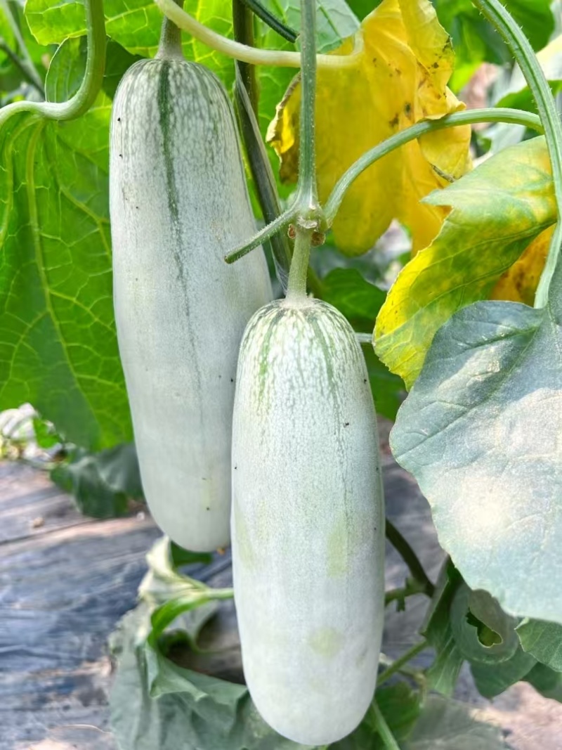 【实力代收】河南博洋6羊角蜜大量上市市场团购电商