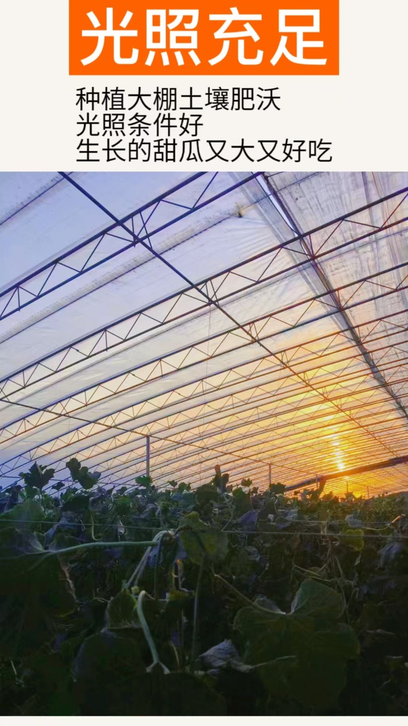 【实力代收】河南博洋6羊角蜜大量上市市场团购电商