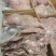 牛头肉，山东济南商河熟大量有货，欢迎咨询视频看货。