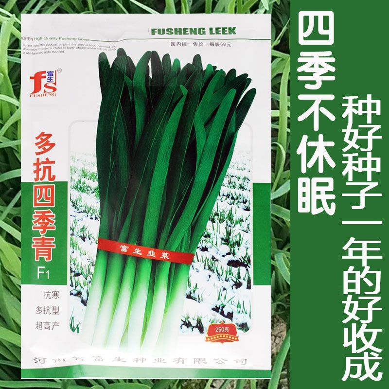 多抗四季青韭菜种子多抗型耐热耐寒无干尖冬季不休眠