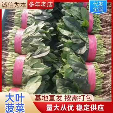 精品菠菜大量上市产地直发质量保证欢迎来电下单