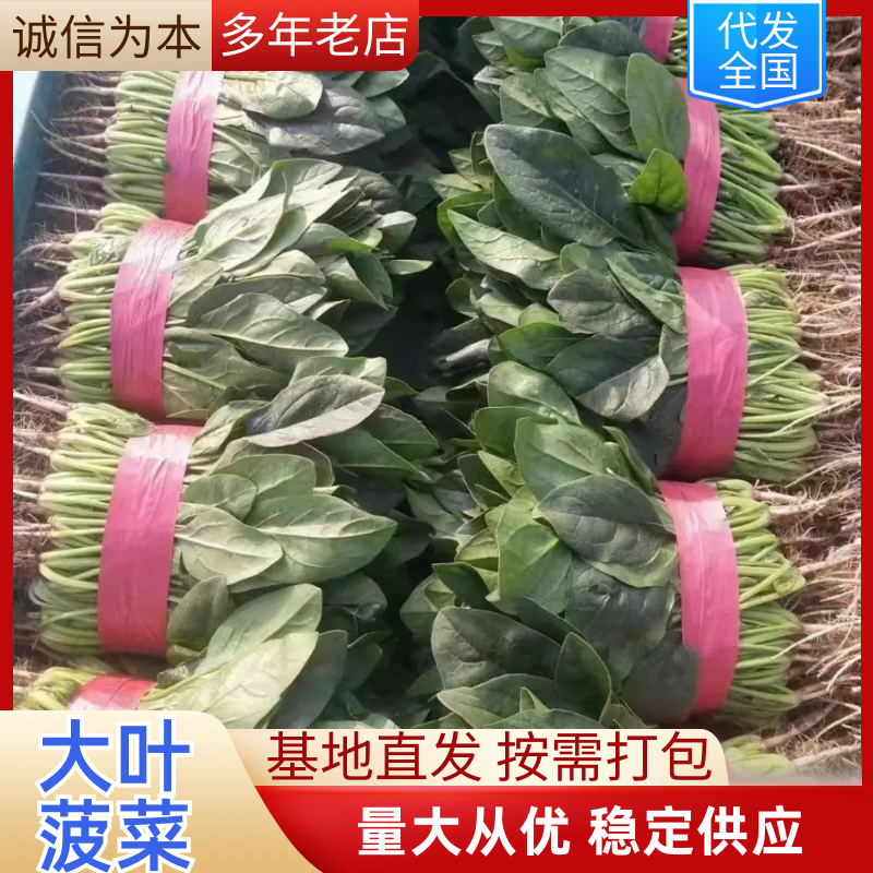 精品菠菜大量上市产地直发质量保证欢迎来电下单