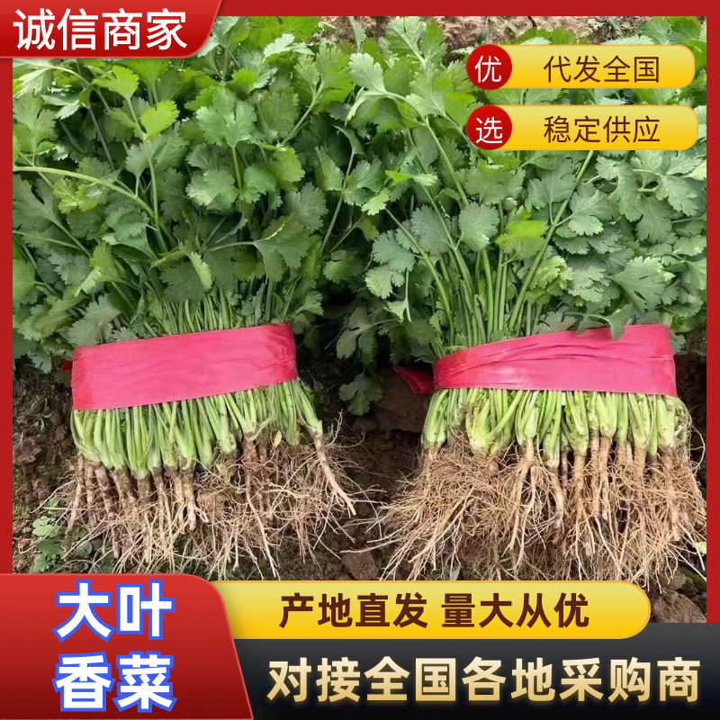 精品香菜大量上市产地直发质量保证欢迎老板来电
