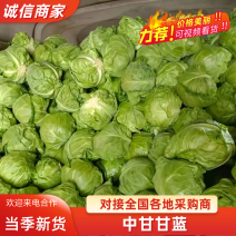 河南甘蓝精品中甘甘蓝（一手货源）量大价优，对接全国客商
