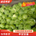 河南甘蓝精品中甘甘蓝（一手货源）量大价优，对接全国客商