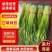 白帽蒜苔，红帽蒜苔，大量了！承接市场，平台，团购，超市！