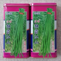 独霸江山豇豆种子耐热抗病不鼓籽无鼠尾双荚率高