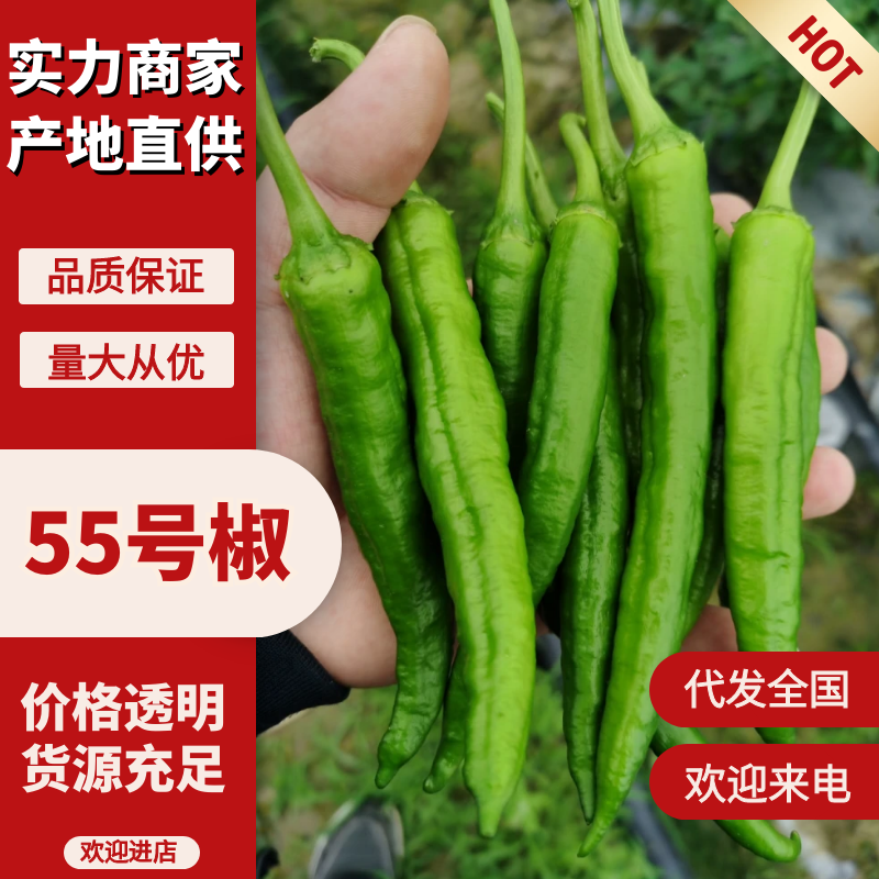 55号椒！薄皮型，微辣！大量上市中！承结平台，社区团购！