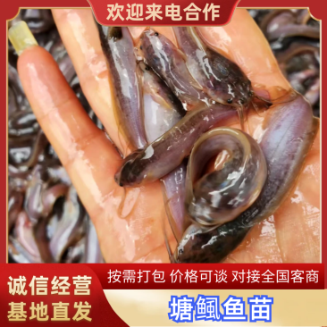 塘鲺鱼苗本地塘鲺鱼苗大量现货快大种塘鲺鱼苗