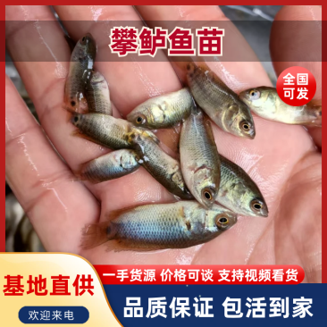 攀鲈鱼苗海南婆鱼苗广西兵鱼苗铁甲鱼苗欢迎选购
