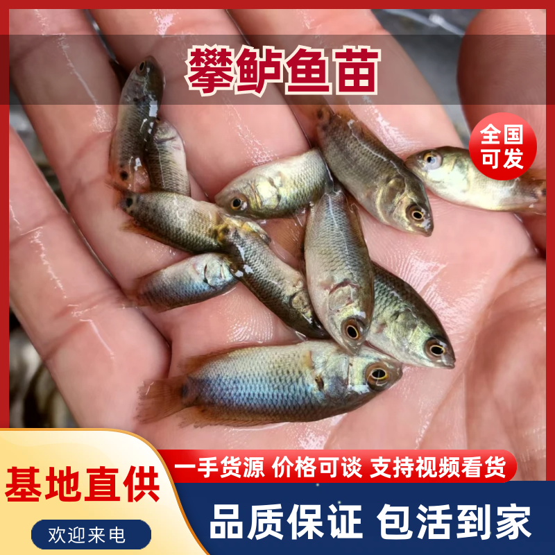 攀鲈鱼苗海南婆鱼苗广西兵鱼苗铁甲鱼苗欢迎选购
