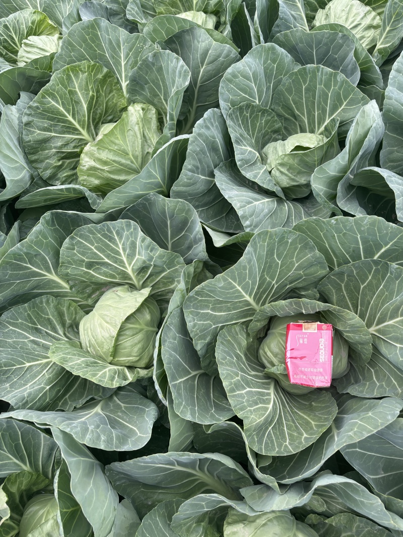 河南甘蓝精品中甘甘蓝（一手货源）量大价优，对接全国客商