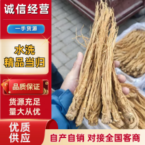水洗精品当归产地直发规格齐全品质保障视频看货选货
