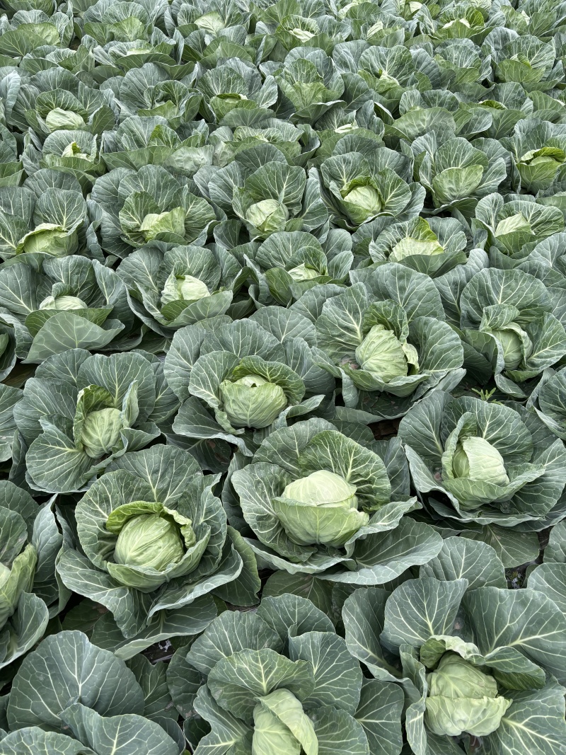 河南甘蓝精品中甘甘蓝（一手货源）量大价优，对接全国客商