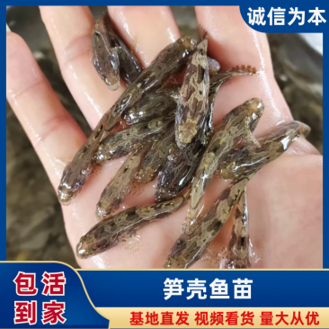 笋壳鱼苗，大量现货，保质保量，欢迎老板前来选购
