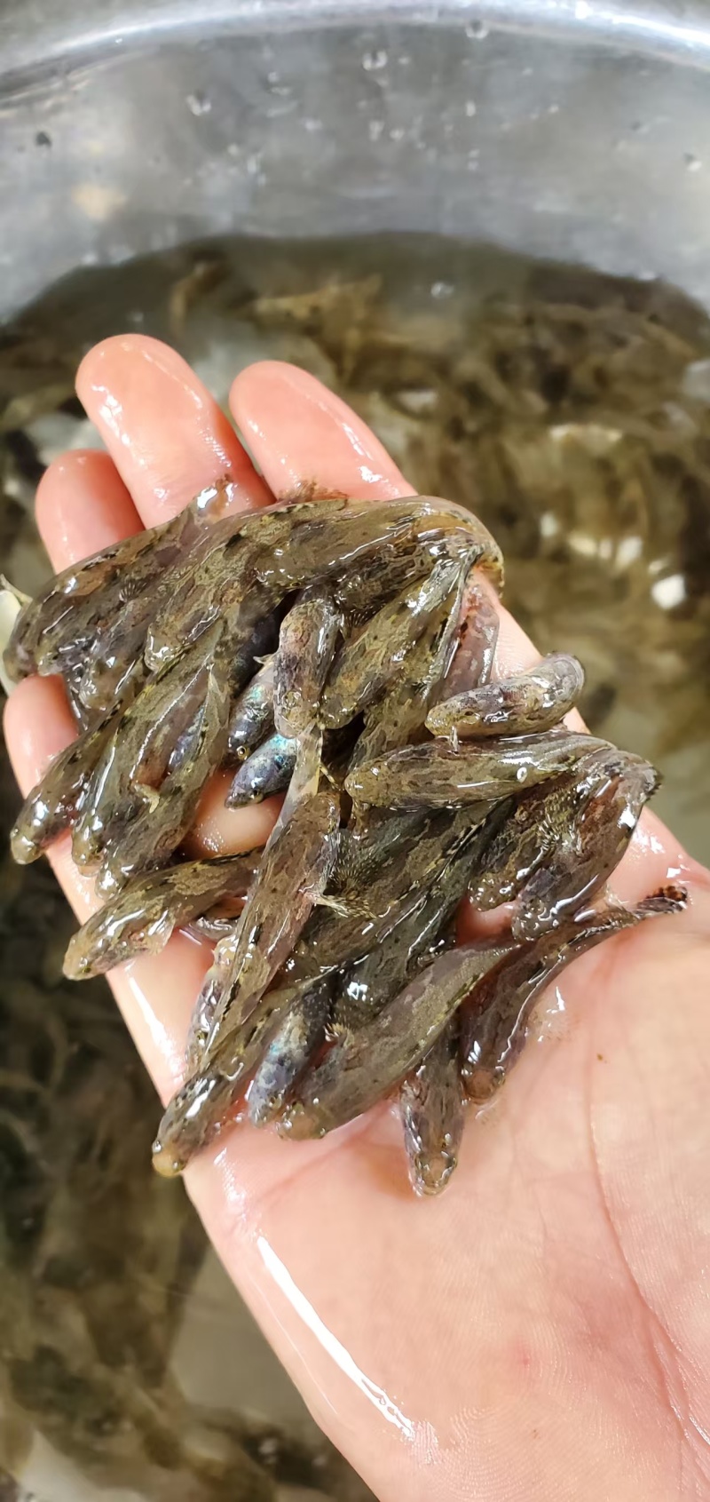 笋壳鱼苗，大量现货，保质保量，欢迎老板前来选购