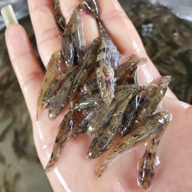 笋壳鱼苗，大量现货，保质保量，欢迎老板前来选购
