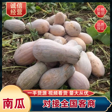 南瓜江密南瓜盘龙204金韩密本品种齐全量大从优
