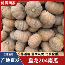 盘龙204南瓜湖南南瓜盘龙南瓜基地直发供应全国