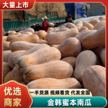 金韩密本南瓜湖南金韩蜜本南瓜湖南南瓜大量供应欢迎咨询