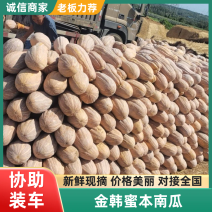湖南南瓜金韩密本南瓜产地直发提供一条龙服务欢迎咨询