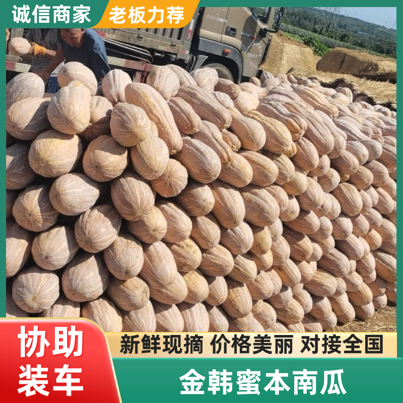 湖南南瓜金韩密本南瓜产地直发提供一条龙服务欢迎咨询