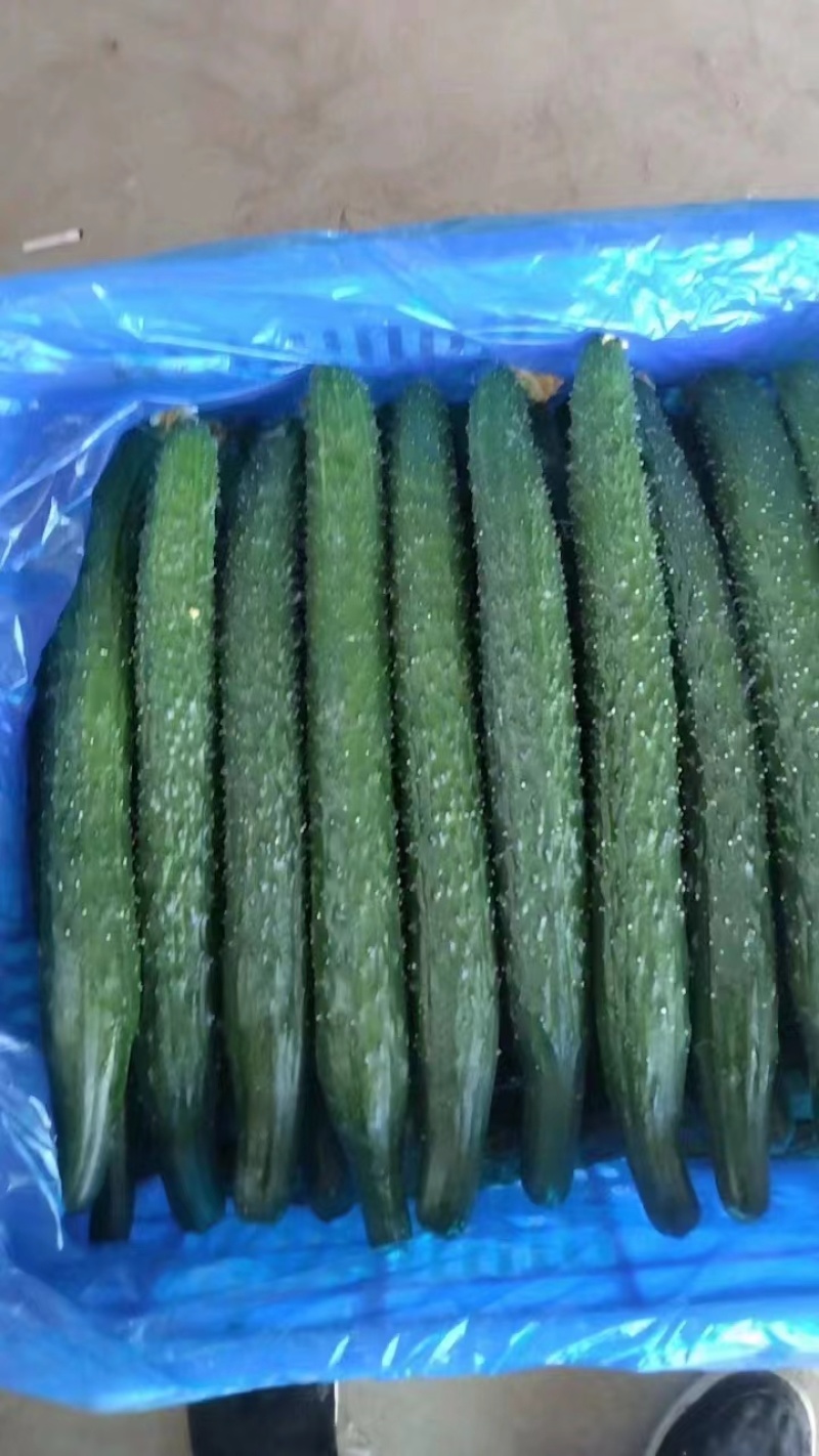 滑县精品黄瓜大量上市现摘现发顶花带刺品质保证欢迎来电