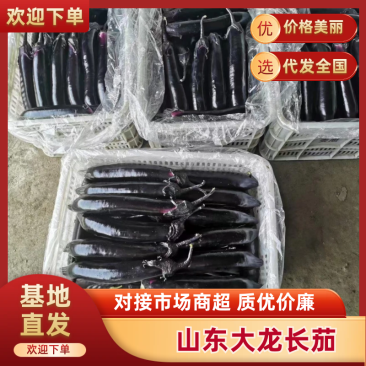 山东大龙长茄，新鲜长茄，量大从优，山东产地发货，欢迎老板洽谈