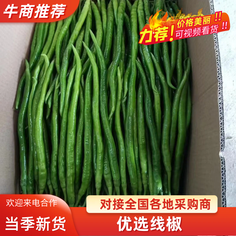 {牛商}广西博白辣椒基地欢迎各位老板，质量保证