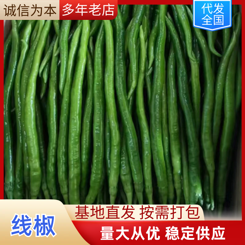 {牛商}广西博白辣椒基地欢迎各位老板，质量保证