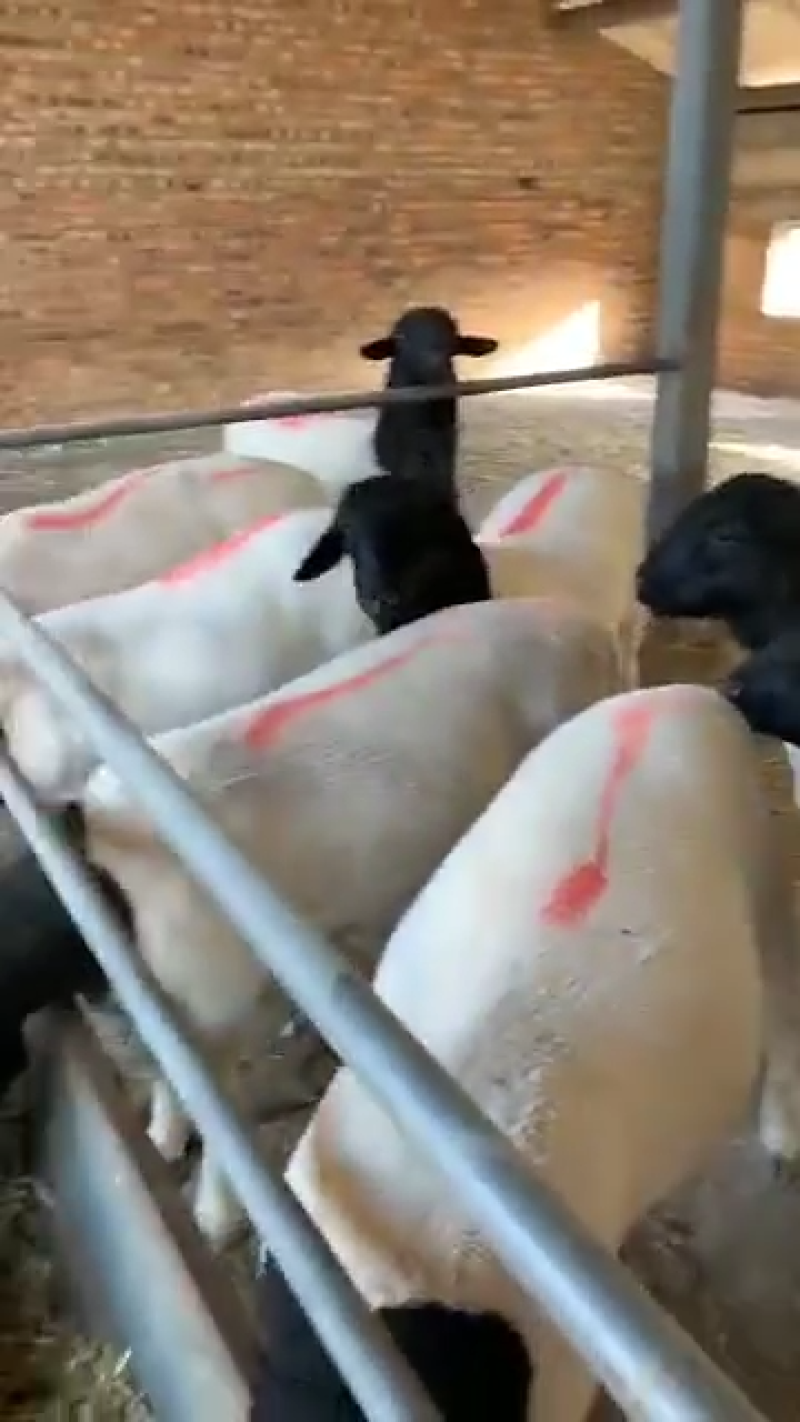 纯种黑头杜泊绵羊活萨福克活羊怀孕大母羊种公羊小尾寒羊养殖