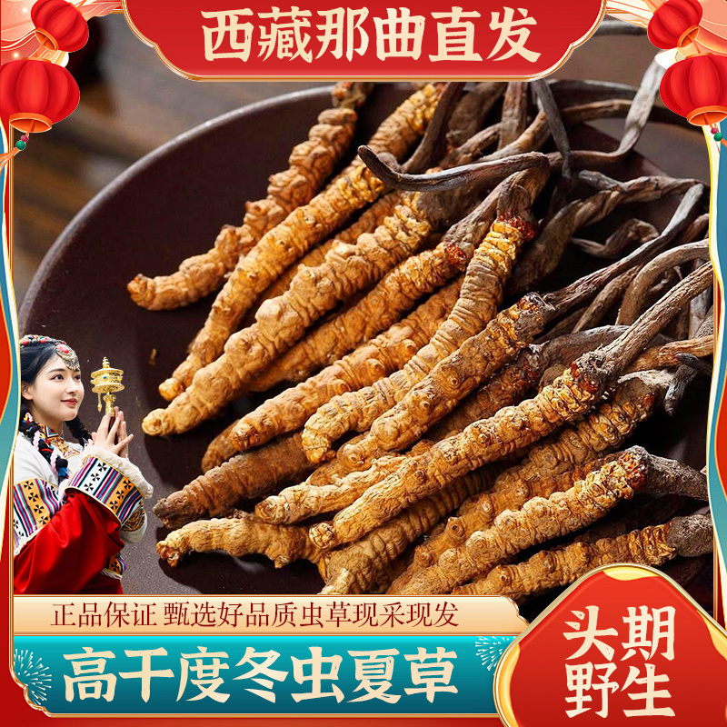 2025年新鲜冬虫夏草干虫草批发一件代发产地合作