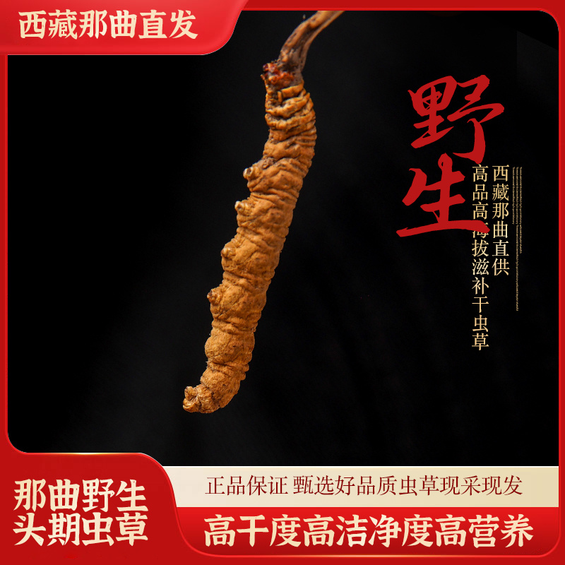 2025年新鲜冬虫夏草干虫草批发一件代发产地合作