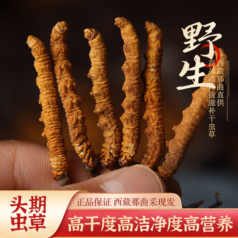 2025年新鲜冬虫夏草干虫草批发一件代发产地合作