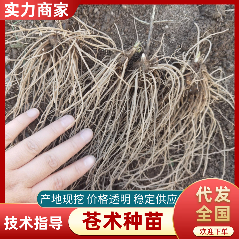 苍术苗苍术种苗朱砂点苍术苗一年苗二年苗规格齐全