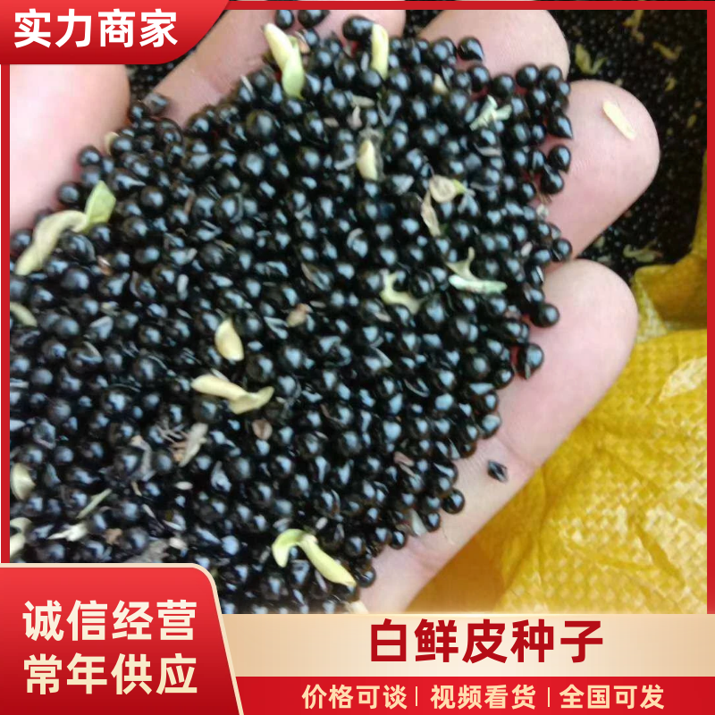 白鲜皮种子东北本地种子基地直发放心选购保芽