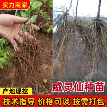 威灵仙苗威灵仙苗种苗一年二年苗都有苗圃直发提供技术