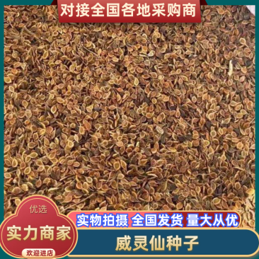 威灵仙种子山辣椒秧保芽率提供种植技术全国发货