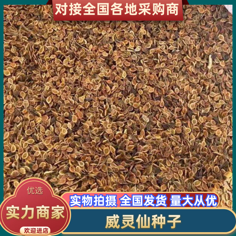 威灵仙种子山辣椒秧保芽率提供种植技术全国发货