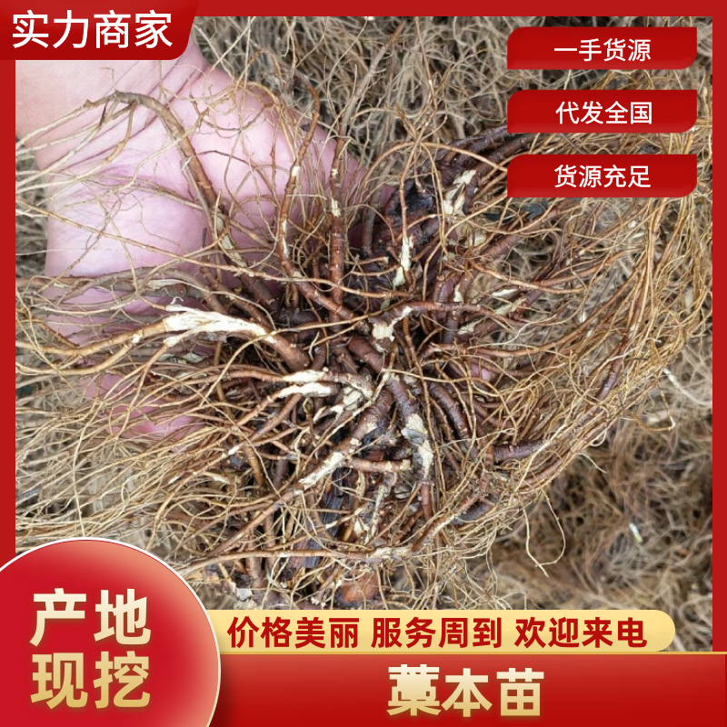藁本苗辽宁藁本苗一年生二年生规格齐全种子也售卖