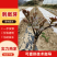 刺嫩芽刺老芽刺嫩包苗圃直供保成活率提供技术放心购买