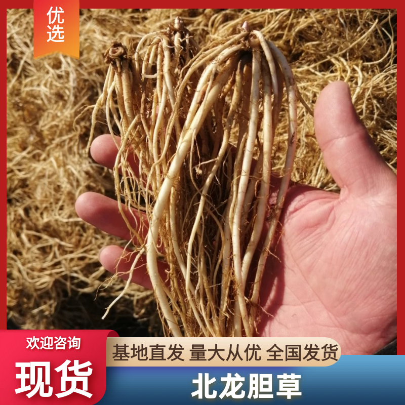 龙胆草北龙胆草成品干货保含量基地直发常年出售药材