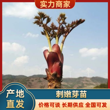 刺嫩芽苗刺老包苗树头菜苗乌龙头苗品种纯正欢迎咨询