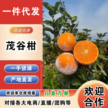 广西茂谷柑一件代发产地直发一手货源对接各大电商平台