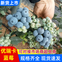 蓝莓基地L25H6F5优瑞卡蓝莓货源稳定欢迎咨询