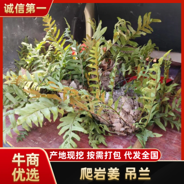 爬岩姜,吊兰。提供技术指导存活率高保质保量